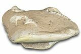 Fossil Oreodont (Leptauchenia) Skull - South Dakota #284205-2